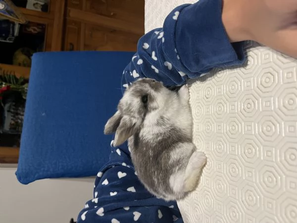 Conigli nani ariete | Foto 0