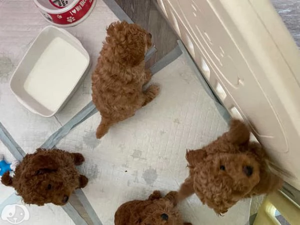 cuccioli di barboncino | Foto 4