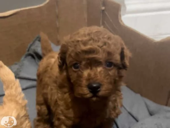 cuccioli di barboncino