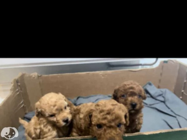 cuccioli di barboncino | Foto 1