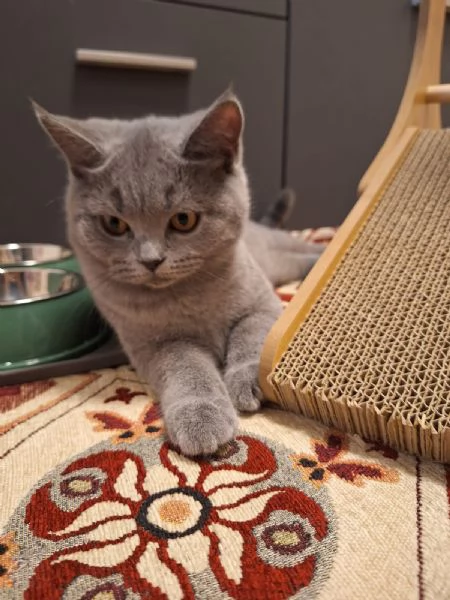 Vendita gattini Scottish  | Foto 7