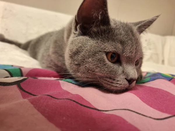 Vendita gattini Scottish  | Foto 6