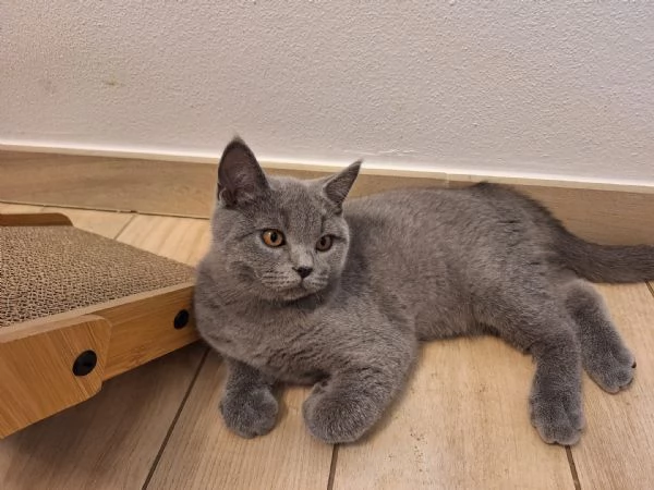 Vendita gattini Scottish  | Foto 4