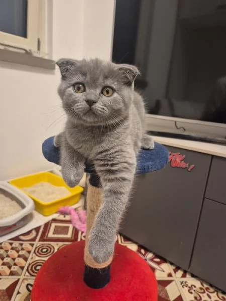 Vendita gattini Scottish  | Foto 3