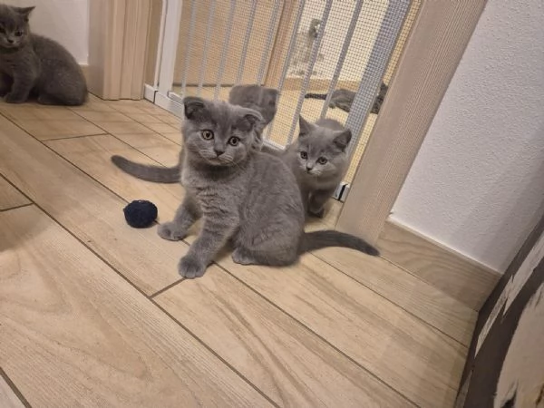Vendita gattini Scottish  | Foto 2