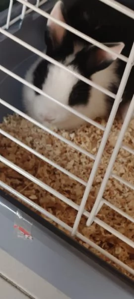 Coniglia nana 3 mesi