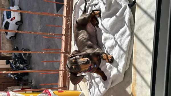 Bassotto kanenik | Foto 0