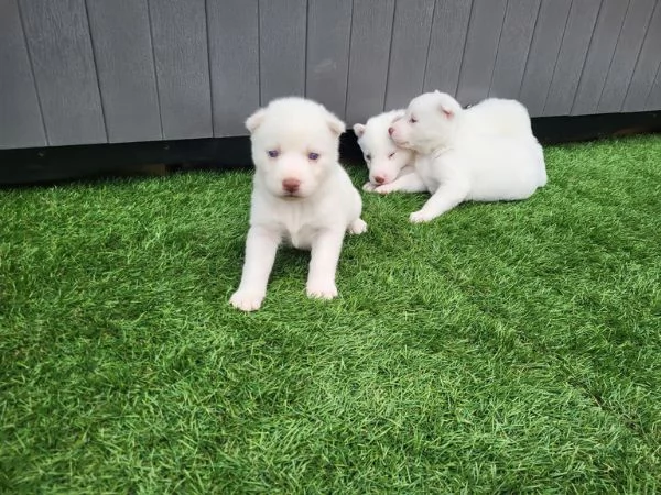 Bellissima cucciola di Siberian Husky