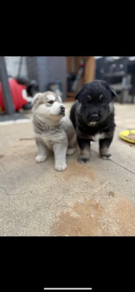 Siberian husky con pedigree