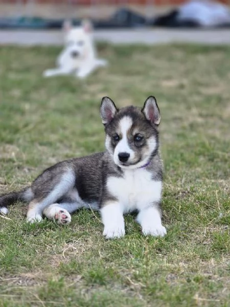 Cuccioli di Siberian Husky con pedigree ENCI
