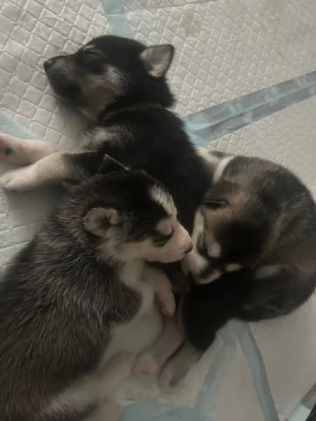 bellissimi cuccioli di siberian husky
