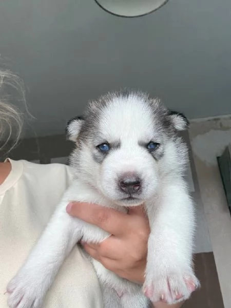 Cuccioli di Siberian Husky