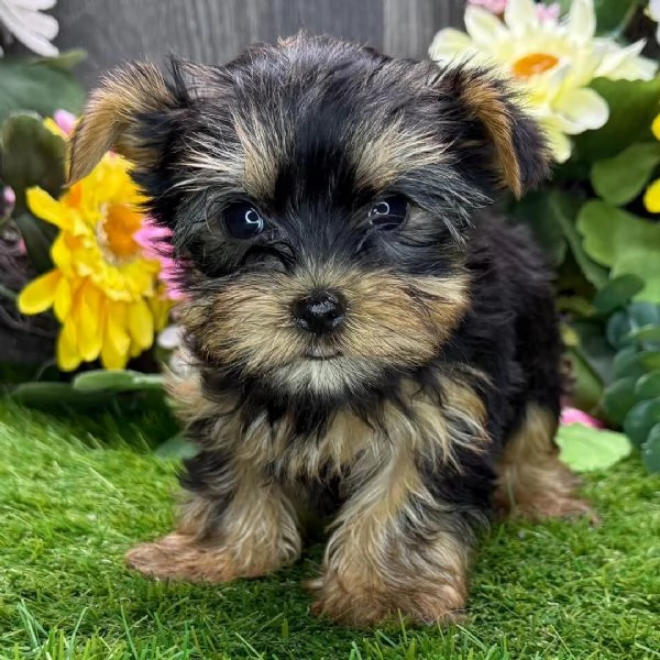 Cuccioli di Yorkshire Terrier  | Foto 1