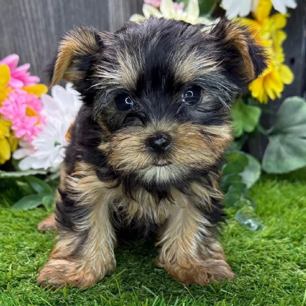 Cuccioli di Yorkshire Terrier  | Foto 0