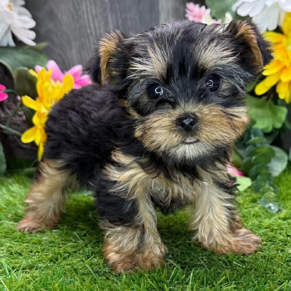 Cuccioli di Yorkshire Terrier 