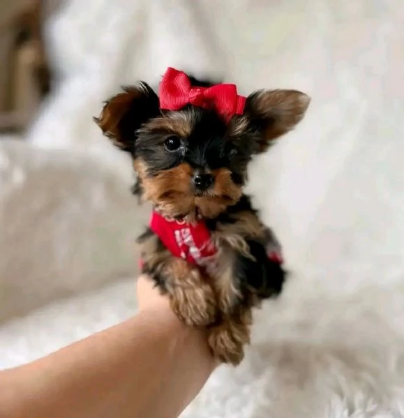 Ciao a tutti. Ho cuccioli di Yorkshire Terrier maschi e femmine disponibili per una casa accogliente | Foto 3