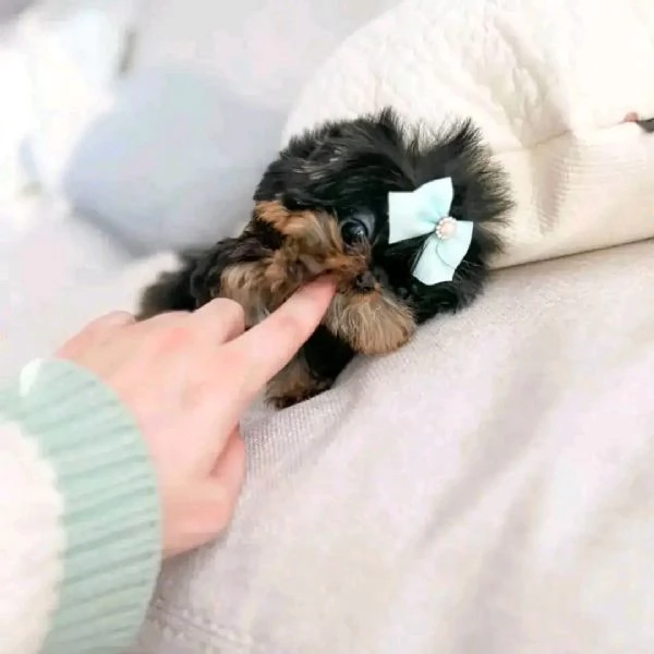 Ciao a tutti. Ho cuccioli di Yorkshire Terrier maschi e femmine disponibili per una casa accogliente | Foto 4