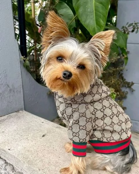 Ciao a tutti. Ho cuccioli di Yorkshire Terrier maschi e femmine disponibili per una casa accogliente | Foto 2