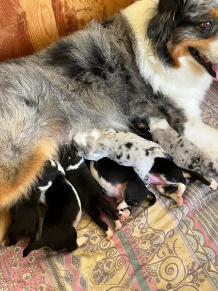 Cuccioli Pastore Australiano - Australian Sheperd