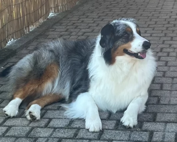 Cuccioli Pastore Australiano - Australian Sheperd | Foto 6