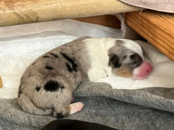 Cuccioli Pastore Australiano - Australian Sheperd | Foto 5