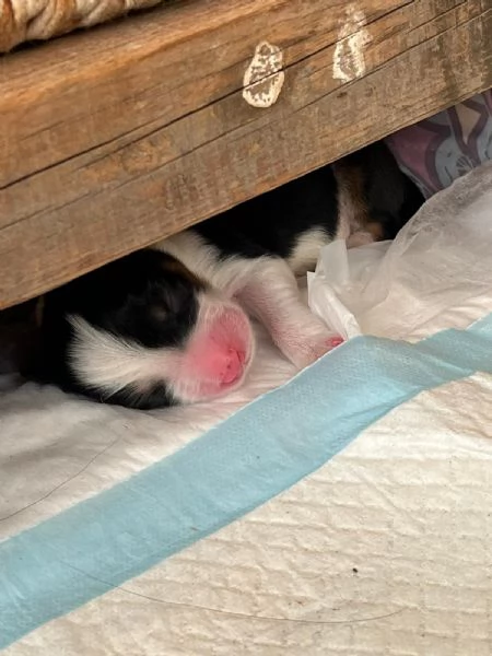 Cuccioli Pastore Australiano - Australian Sheperd | Foto 4