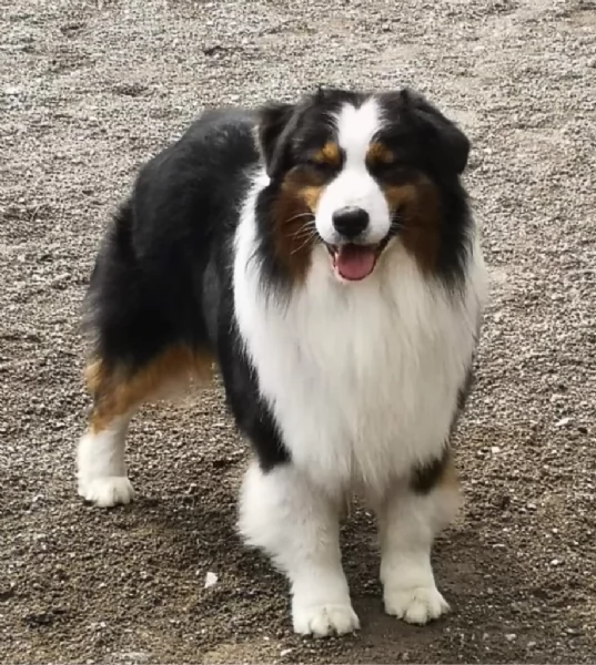 Cuccioli Pastore Australiano - Australian Sheperd | Foto 3