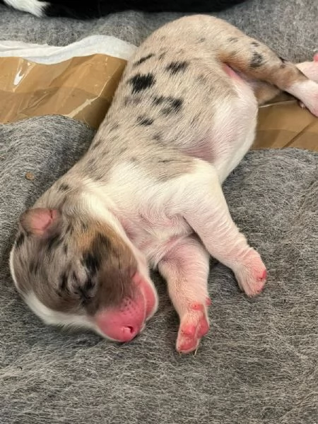 Cuccioli Pastore Australiano - Australian Sheperd | Foto 2
