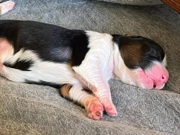 Cuccioli Pastore Australiano - Australian Sheperd | Foto 1