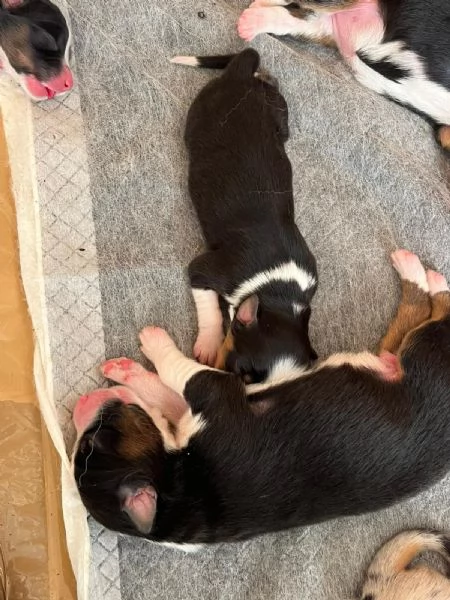 Cuccioli Pastore Australiano - Australian Sheperd | Foto 0