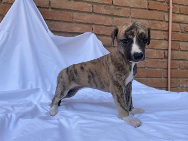 cuccioli di whippet
