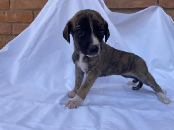 cuccioli di whippet | Foto 4