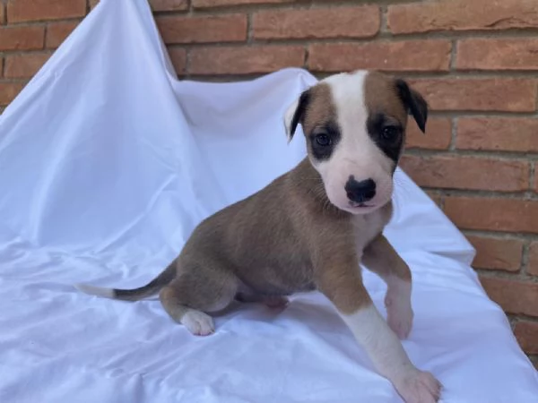 cuccioli di whippet | Foto 3