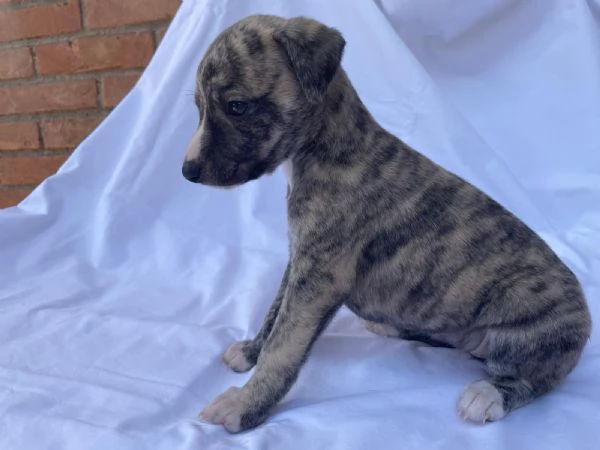cuccioli di whippet | Foto 2