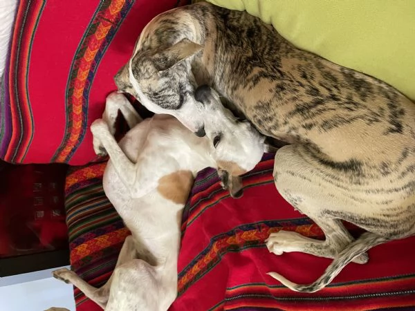 cuccioli di whippet | Foto 1
