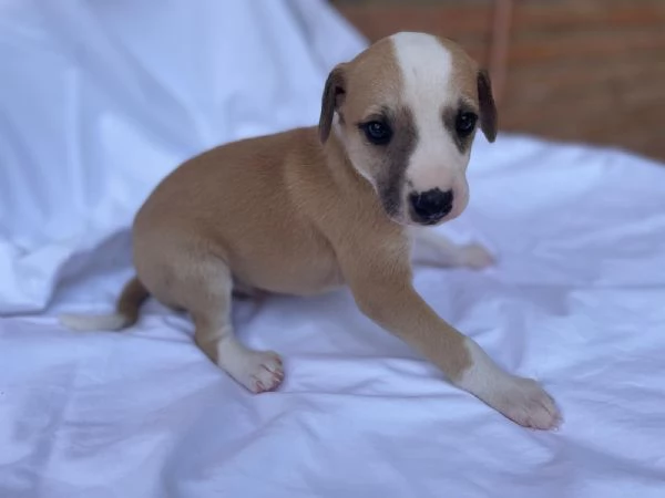 cuccioli di whippet | Foto 0
