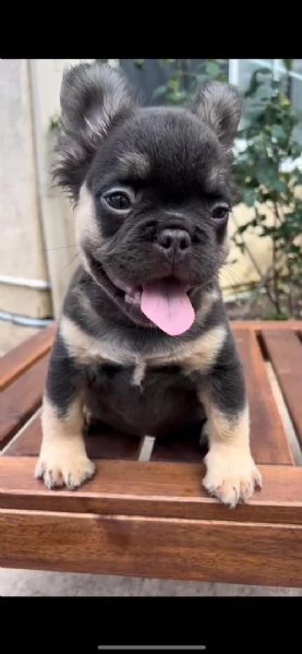 uccioli di bulldog francese