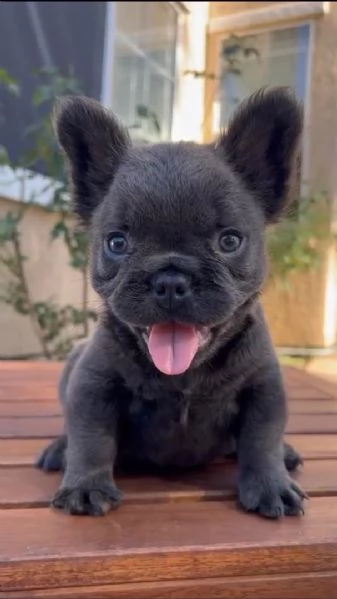 uccioli di bulldog francese | Foto 0