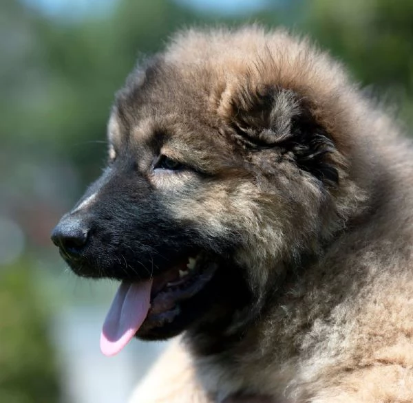 Pastore del Caucaso – Cuccioli splendidi | Foto 5