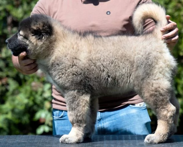 Pastore del Caucaso – Cuccioli splendidi | Foto 3