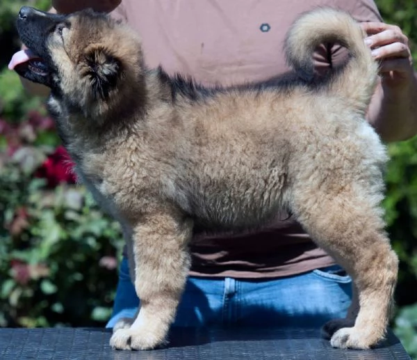 Pastore del Caucaso – Cuccioli splendidi | Foto 2