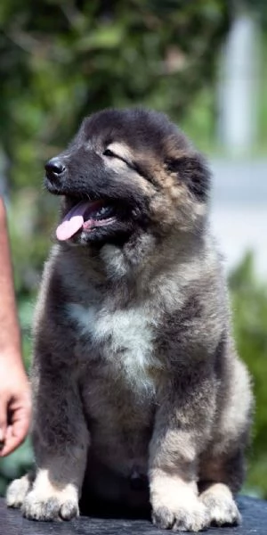 Pastore del Caucaso – Cuccioli splendidi