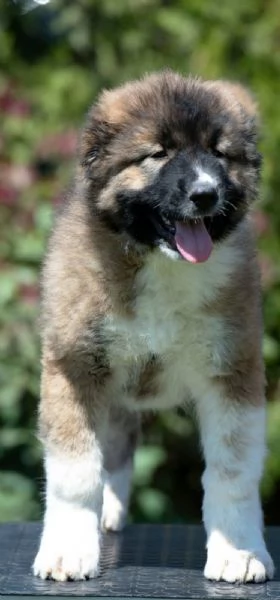 Pastore del Caucaso – Cuccioli splendidi | Foto 1