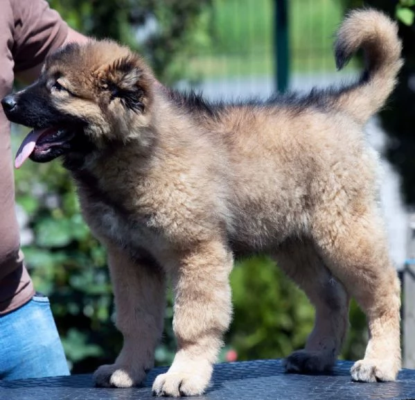 Pastore del Caucaso – Cuccioli splendidi | Foto 0