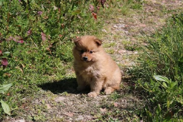 Cuccioli di Volpino Italiano in adozione | Foto 2