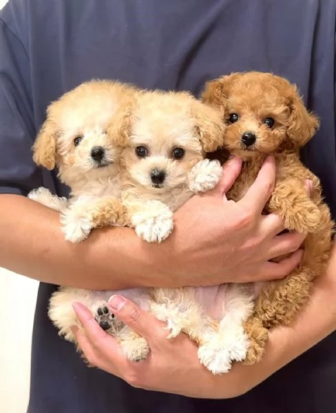 Cuccioli di barboncino toy disponibili per l'adozione | Foto 1