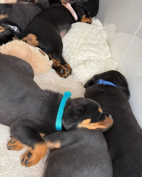 cucciolo di rottweiler disponibile per adozione | Foto 2