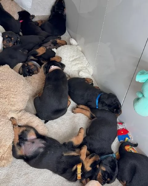 cucciolo di rottweiler disponibile per adozione | Foto 0