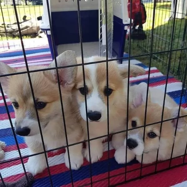 Cuccioli di Corgi disponibili per l'adozione