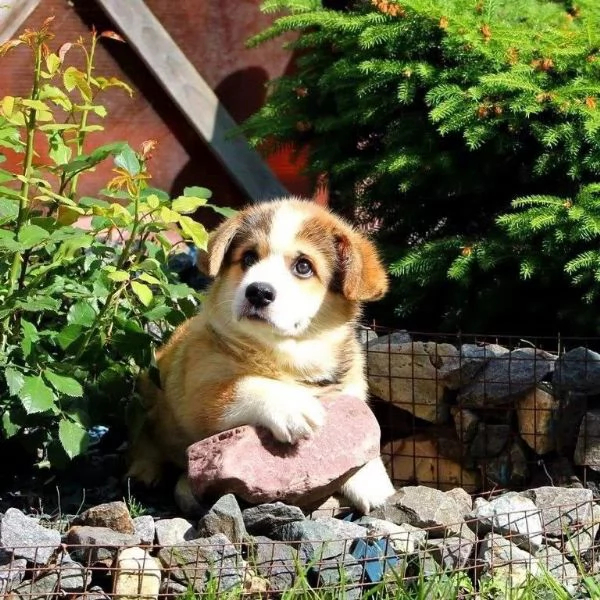 Cuccioli di Corgi disponibili per l'adozione | Foto 1